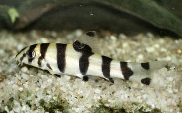 Botia histrionica